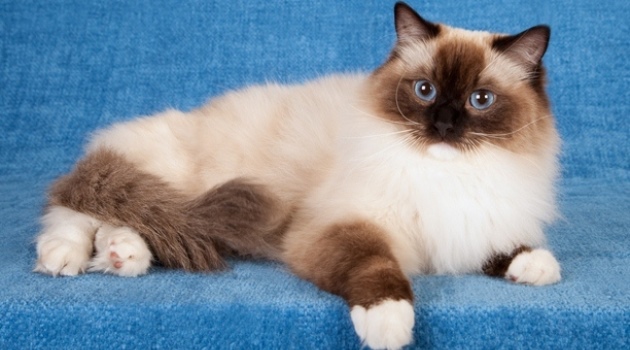 Ragdoll Cat For Adoption