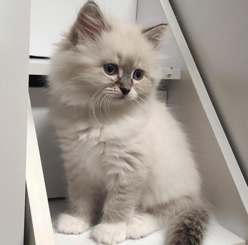 Ragdoll Cat For Adoption