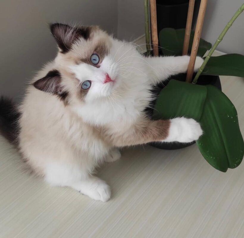 Ragdoll kittens for sale, Ragdoll kittens for sale near me, ragdoll cat colors, kittens ragdoll for sale, Ragdoll cats for sale near me, Ragdoll cat, ragdoll cat price, ragdoll cats for sale, ragdoll cats breed, breeds of cats, ragdoll cat breed history
