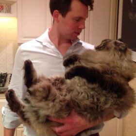 Ragdoll Cats Testimonial