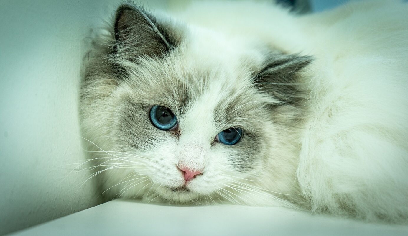 Ragdoll kittens for sale near me - ragdoll cats for sale -ragdoll cat colors - ragdoll cat colors